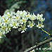 Blüten (Bird Cherry)