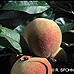 Früchte (Peach)