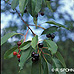 Früchte (Black Cherry, Wild Rum Cherry)