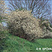 Blackthorn, Sloe