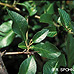 Blätter (Scarlet Firethorn)