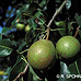 Früchte (Common Pear, Wild Pear)