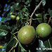 Früchte (Common Pear, Wild Pear)