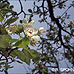 Blüten (Common Pear, Wild Pear)