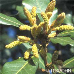Blüten (Holm Oak, Holly Oak, Evergreen Oak)