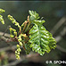 Blüten (Sessile Oak)