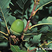 Früchte (Sessile Oak)