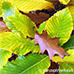 Herbst (Armenian Oak, Pontine Oak)