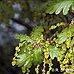 Blüten (Common Oak, English Oak, Pedunculate Oak)