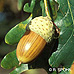 Früchte (Common Oak, English Oak, Pedunculate Oak)