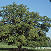 Erscheinungsbild (Common Oak, English Oak, Pedunculate Oak)