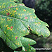 Blätter (Common Oak, English Oak, Pedunculate Oak)