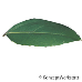 Blatt Oberseite (Italian Buckthorn)