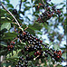 Früchte (Alder Buckthorn)