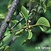 Blüten (Alder Buckthorn)