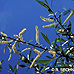 Blüten (White Willow)