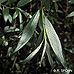 Blätter (White Willow)