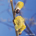 Blüten (Kilmarnock Willow)
