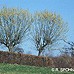 Frühling (Kilmarnock Willow)