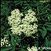 Blüten (Black Elder, Bourtree, Common Elder, Elderberry, European Elder)