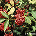 Früchte (Red Elderberry)