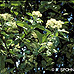 Blüten (Common Whitebeam)