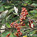 Früchte (Common Whitebeam)