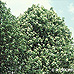 Erscheinungsbild (Common Whitebeam)