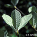 Blätter (Common Whitebeam)