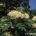 Blüten (Mountain Ash, Rowan)