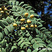Blätter (True Service Tree)