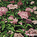 Blüten (Japanese Spiraea, Japanese Medowsweet)