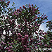 Erscheinungsbild (Common Lilac)
