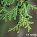Blätter (American Arborvitae, White Cedar)