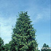 Erscheinungsbild (Giant Arborvitae, Western Red Cedar)