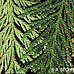 Blätter (Giant Arborvitae, Western Red Cedar)
