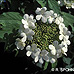 Blüten (Common Snowball, European Snowball, Guelder Rose)
