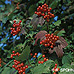 Früchte (Common Snowball, European Snowball, Guelder Rose)