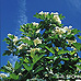 Common Snowball, European Snowball, Guelder Rose