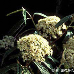 Blüten (Leatherleaf Viburnum)