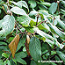 Erscheinungsbild (Leatherleaf Viburnum)